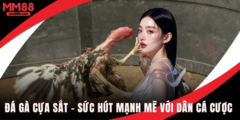 Đá gà cựa sắt sức hút mạnh mẽ với dân cá cược 2025