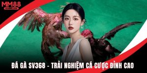 Đá gà SV368 trải nghiệm cá cược đỉnh cao cho tín đồ