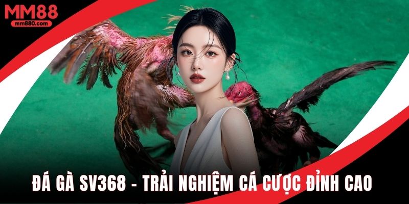 Đá gà SV368 trải nghiệm cá cược đỉnh cao cho tín đồ