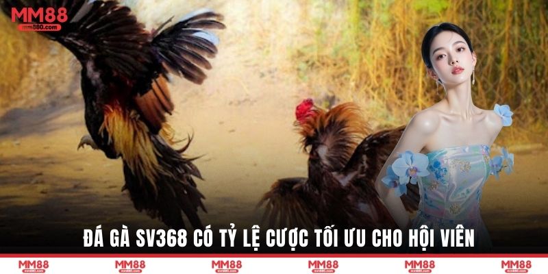 Đá gà SV368 có tỷ lệ cược tối ưu cho hội viên