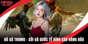 Đá gà Thomo sới gà quốc tế đỉnh cao hàng đầu 2025