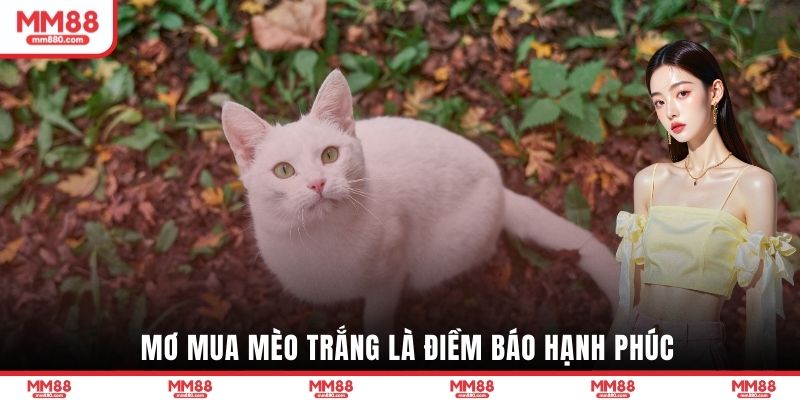 Mơ thấy mèo trắng thường mang ý nghĩa tốt