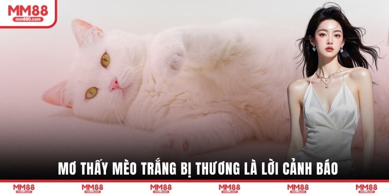 Mơ thấy mèo trắng bị thương là lời cảnh báo