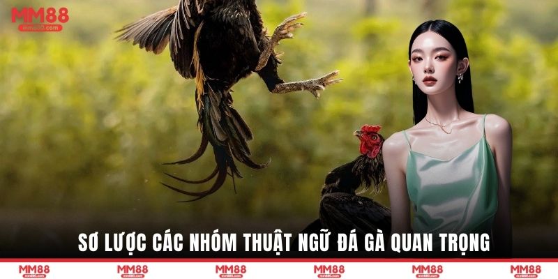 Sơ lược các nhóm thuật ngữ đá gà quan trọng