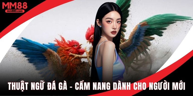Thuật ngữ đá gà cẫm nang dành cho người mới bắt đầu